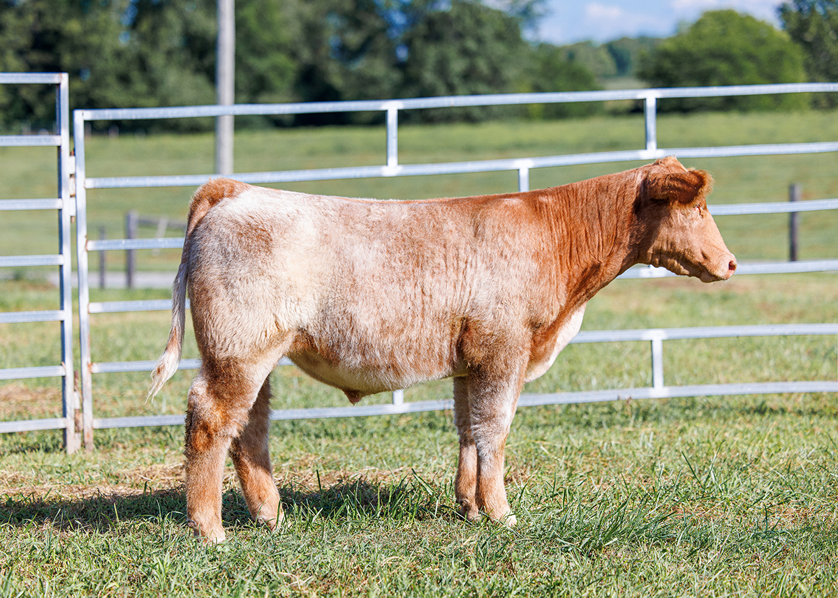 Tag 511 steer photo