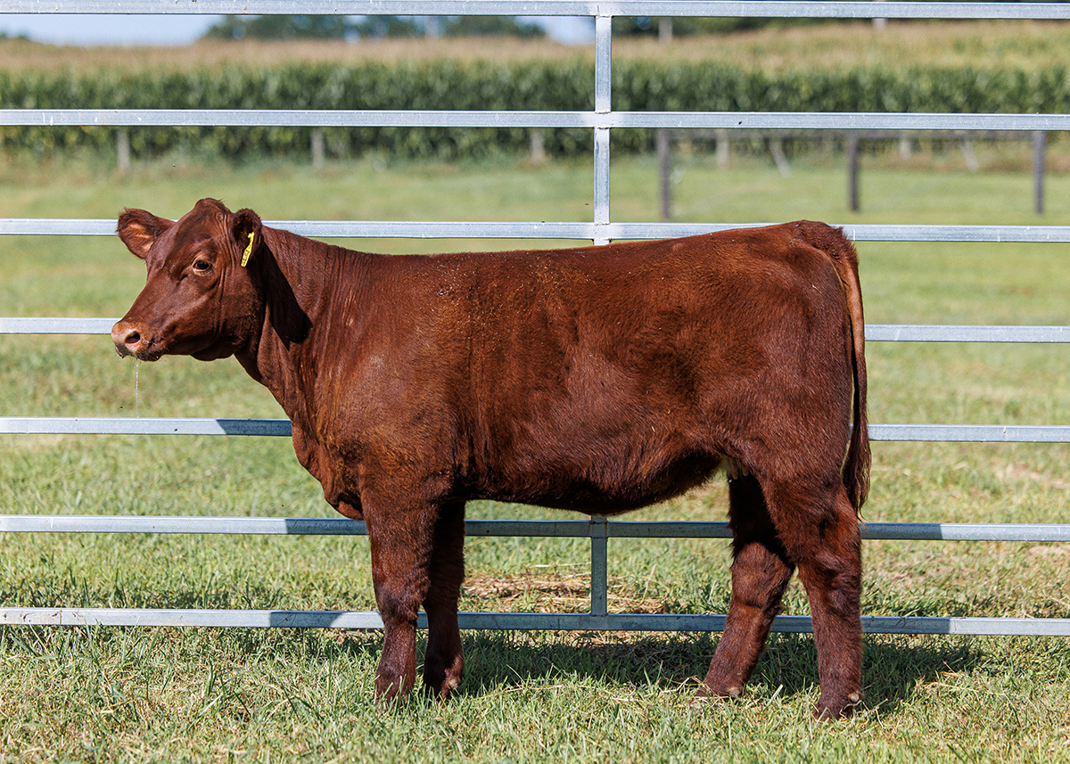 Tag 530 steer photo