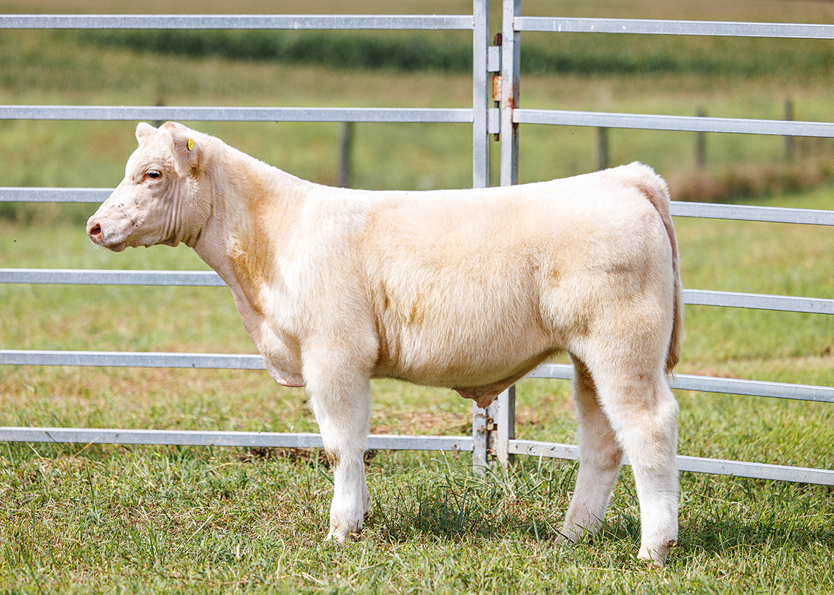 Tag 590 steer photo