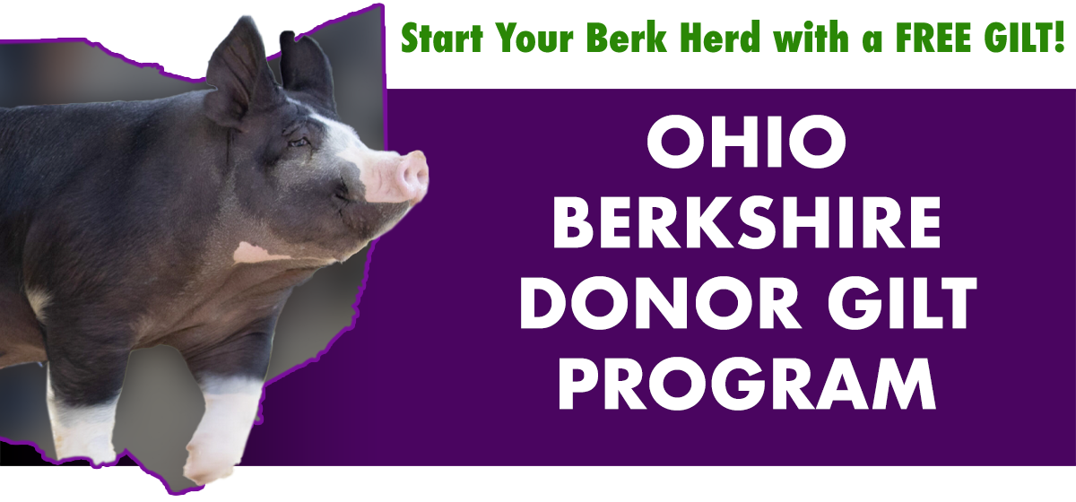 Ohio Berkshire Donor Gilt Program – Start Your Berk Herd with a Free Gilt!